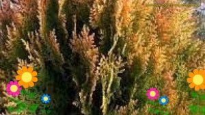Туя восточная Морган. Краткий обзор, описание характеристик thuja orientalis Morgan