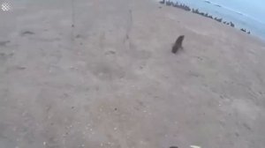 Спасение морских котиков. (Ocean conservation Namibia).