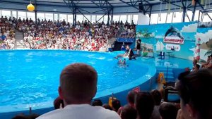 Дельфинарий Сочи Парк Адлер Дельфины Нерпа Шоу