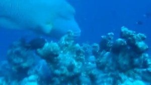 Вот, что водится в красном море на 25 метрах