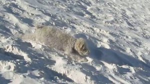 Duff the dog body surfing down a sand dune at White Sands National Monument