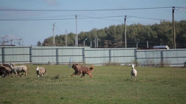 Апорт. Пастушья служба смотреть онлайн