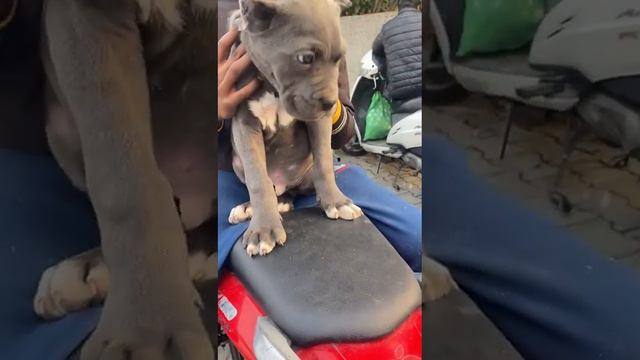 show quality can corso puppy for 8630947660 sale #india cheapest dog market @doggydaddyofficial смотреть онлайн