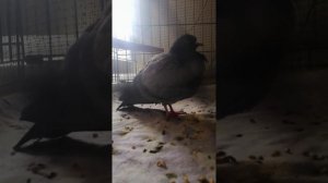 Понос у голубя