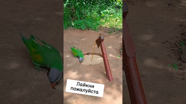 Ловушка для птиц своими руками