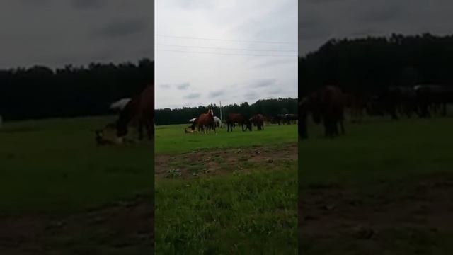 Восточный маршрут(5).mp4 смотреть онлайн