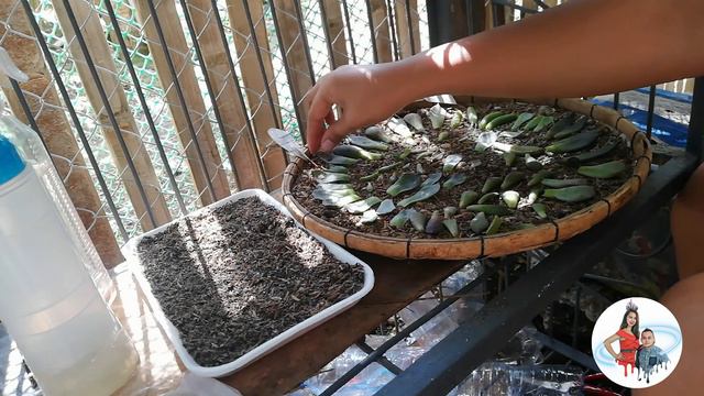 How to leaf propagate... смотреть онлайн