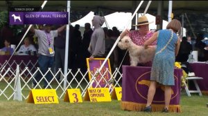 Glen of Imaal Terriers | Breed Judging 2022