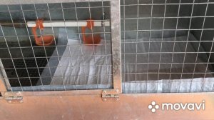 Инкубация гусиных яиц. Часть 2 ? Вывод??