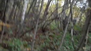 охота в Костромской области