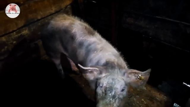 Миллион на свиньях.Вечерняя управка.Обзор подросших поросят ландрасов,дюрков. смотреть онлайн