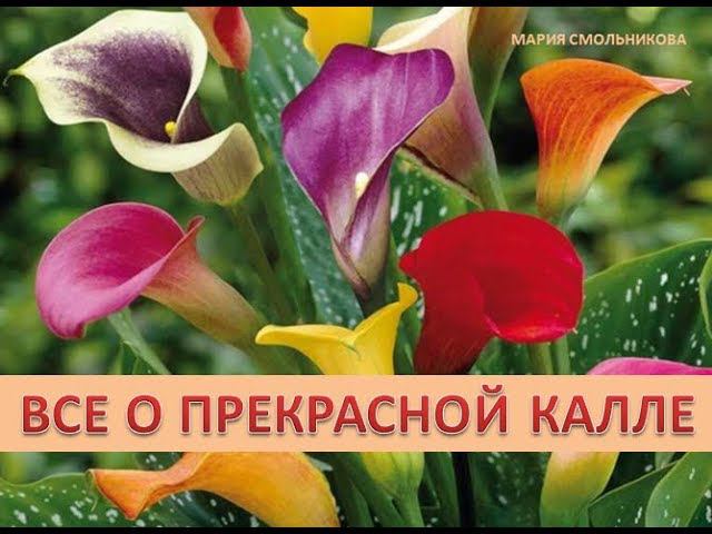 Все о прекрасной калле.Садовые каллы.