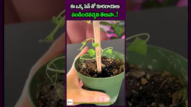 Eco friendly pen & pencil ✏️🖊️ | #ytshort #ecofriendly #pentrees #penciltrees #moneyfactorytelugu