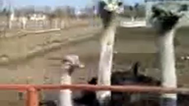 страусы смотреть онлайн