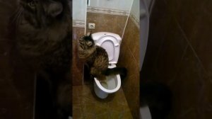 Кот мейн- кун ходит по- умному в туалет.