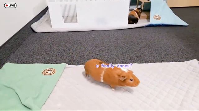 Guineazilla: Guinea Pigs Attack Las Vegas | GuineaDad смотреть онлайн