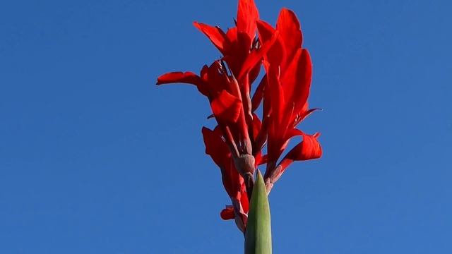 Les cannas de A à Z, 1. Du printemps aux gelés. Plantation, entretient смотреть онлайн