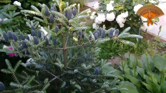 Грабли веерные Для любителей канала Грабли Лайф 10 07 21 смотреть онлайн