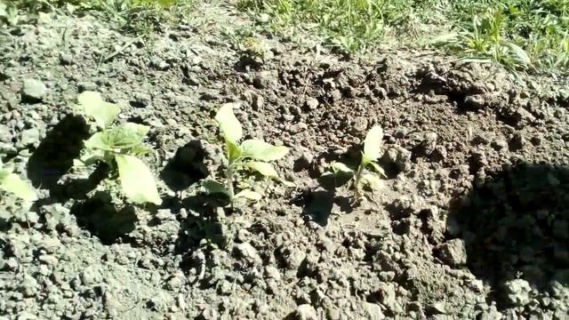 Подсолнух сорт Лакомка.  Месяц после посадки. 19.05