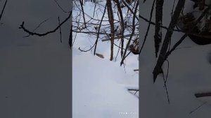 Что случилось с шолошом