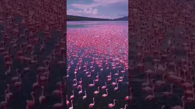 Потрясающие розовые фламинго