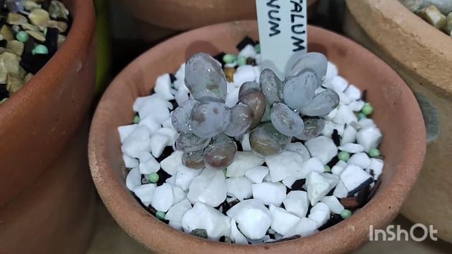 Echevéria Zaragoza e outras lindas suculentas com identificação , e mais todas na chuva !☺️ смотреть онлайн