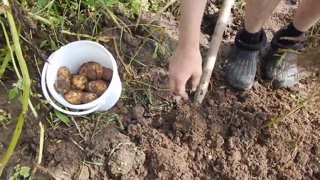 Картошка и фитофтора