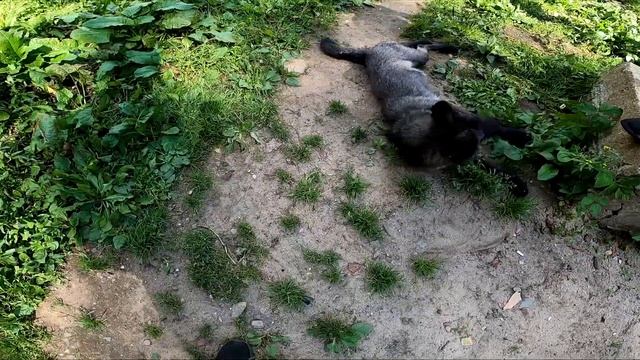 Артем и его волчица Несси / Черный Канадский волк смотреть онлайн