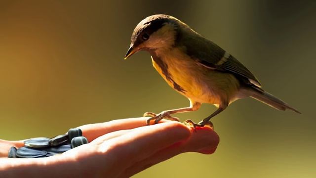 АСМР – Кормим птиц из рук, легкий шепот с ушка на ушко ⁄ 3D ♬ #32 смотреть онлайн