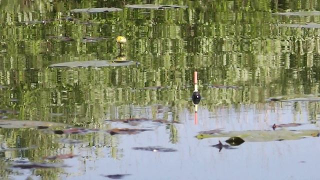 В КУВШИНКАХ кто то ЖУТКО БУЛЬКАЕТ ! смотреть онлайн