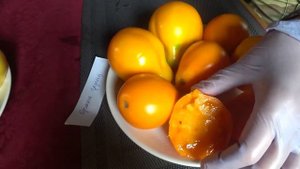 Томат Оранжевая груша Tomato Orange Pear вкусный урожайный проверенный/ Первый снег