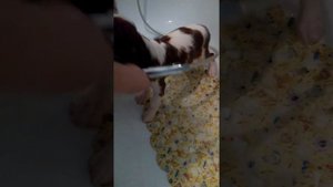 1купание щенка Ботика 1  часть как правильно купать щенка. Кавалер Кинг Чарльз спаниель