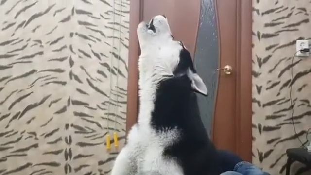 Хаски воет как волк смотреть онлайн