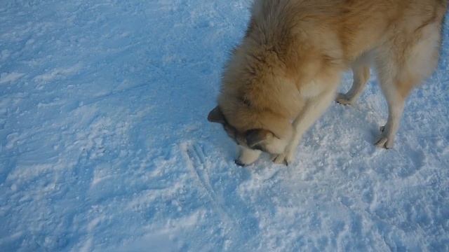 Выгул собак на площадке зимним утром смотреть онлайн