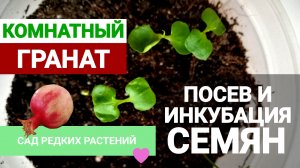 Комнатный гранат  Посев и инкубация семян