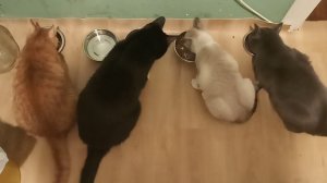 Четырекотаж