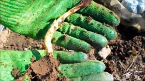 Хелоне косая (Розовый фламинго). Разделение и пересадка весной