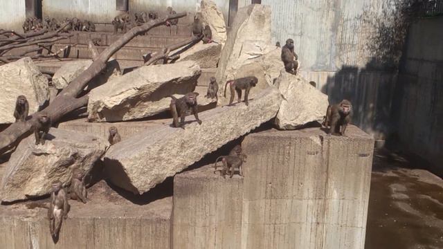 Жизнь обезьян в зоопарке Мадрида / Monkey's life in the Madrid Zoo смотреть онлайн