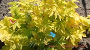 Лабазник вязолистный Ауреа (filipendula ulmaria aurea) ? обзор: как сажать, рассада лабазника Ауреа