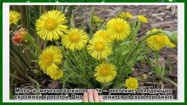 Кора дуба + Мать-и-мачеха смотреть онлайн