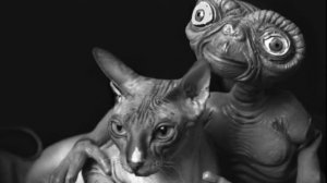 Откуда появились кошки? Когда и как человек приручил кошку?