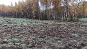 Озимая рожь