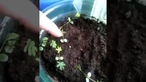 Мимоза закрывает листики)