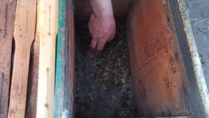 Почему погибли пчелы зимой. Почему пчелы не перезимовали Анализ погибшей семьи К