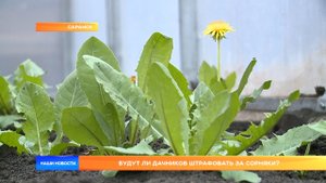 Будут ли дачников штрафовать за сорняки?