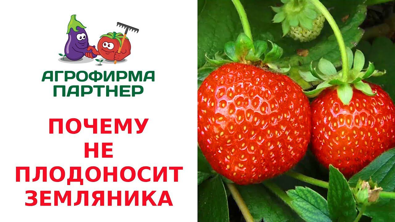 ПОЧЕМУ НЕ ПЛОДОНОСИТ ЗЕМЛЯНИКА