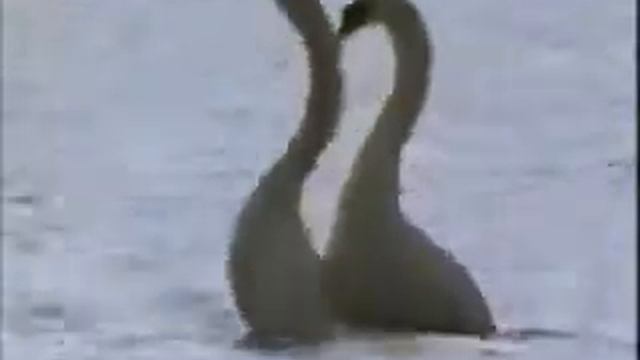 Лебеди танцуют смотреть онлайн