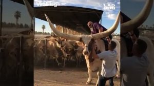 Самый большой Бык в мире ......