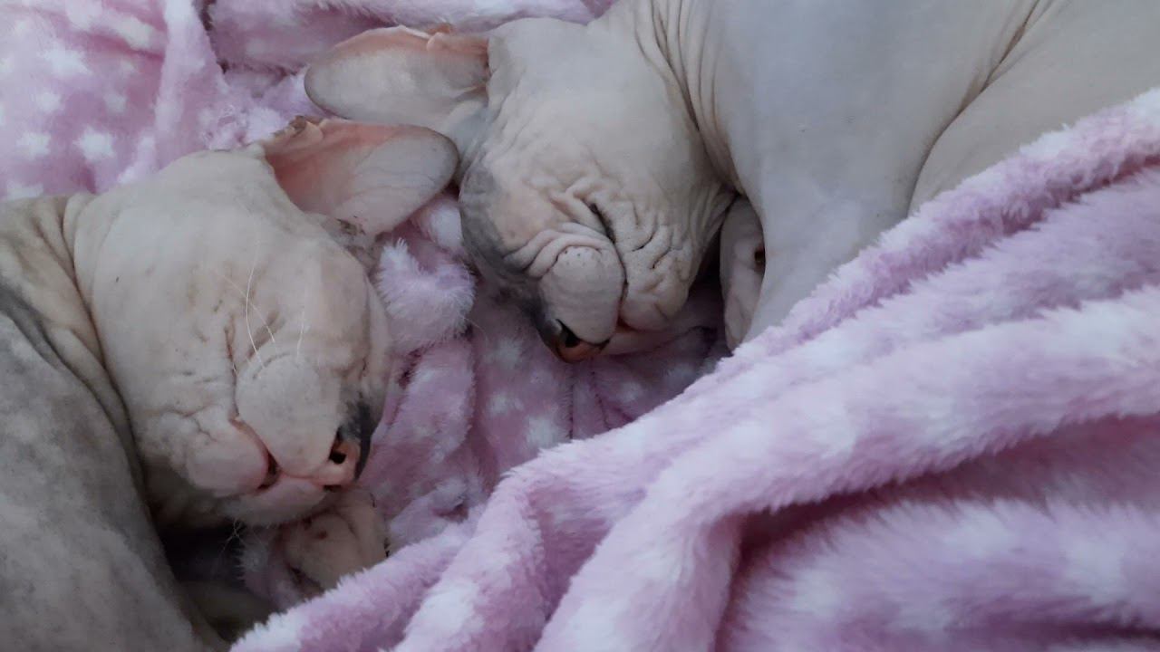 девочки спят смотреть онлайн