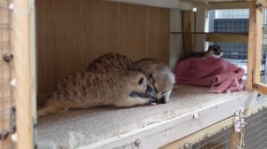 Сурикаты, еноты и шиншиллы в домашних условиях: как казанка спасает экзотических животных